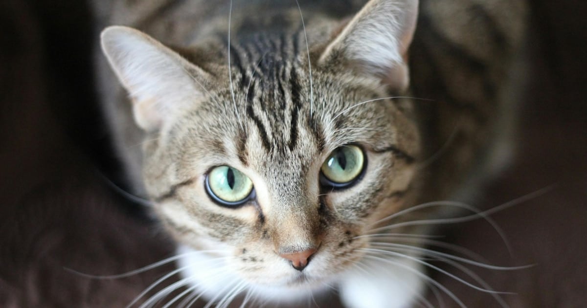 Una pesquisa con más de 157.000 muestras confirma que los gatos son un reservorio subestimado de un parásito intestinal que también puede afectar a los humanos
