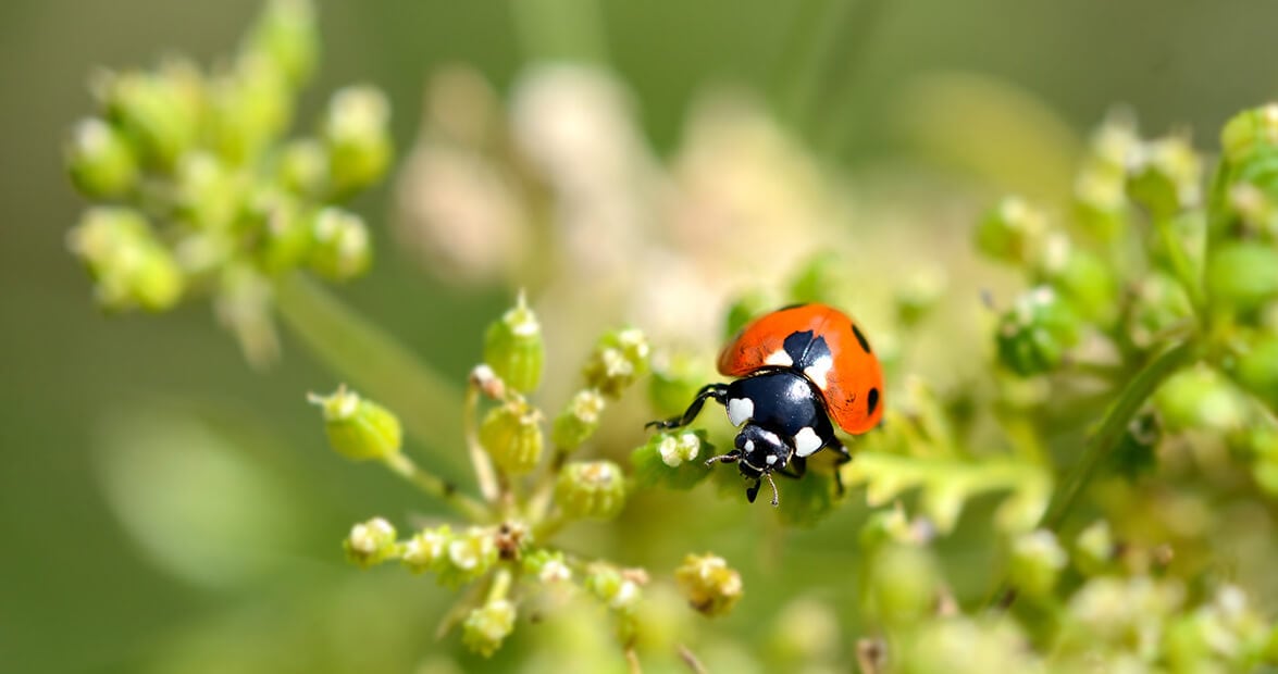 Contra las plagas del jardín, la huerta y la cocina tienen la respuesta