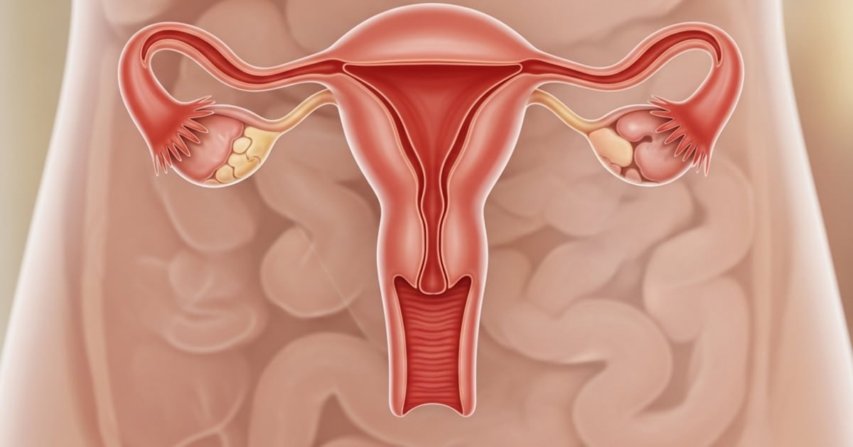 Un estudio sostiene que el ovario mantiene actividad biológica décadas después de la menopausia