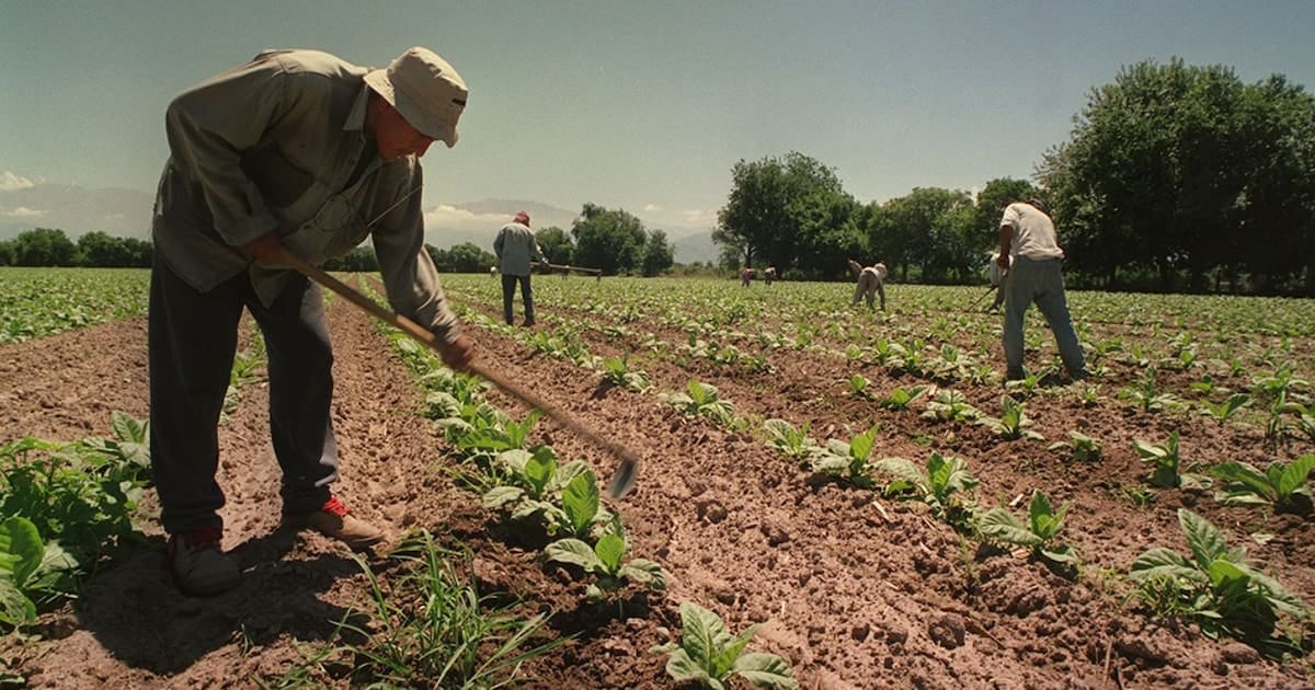 El campo garantiza un piso de asignaciones para los temporarios y mantiene la compatibilidad con planes sociales